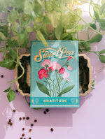 everlasting sweet pea (gratitude)- floriography seed packet