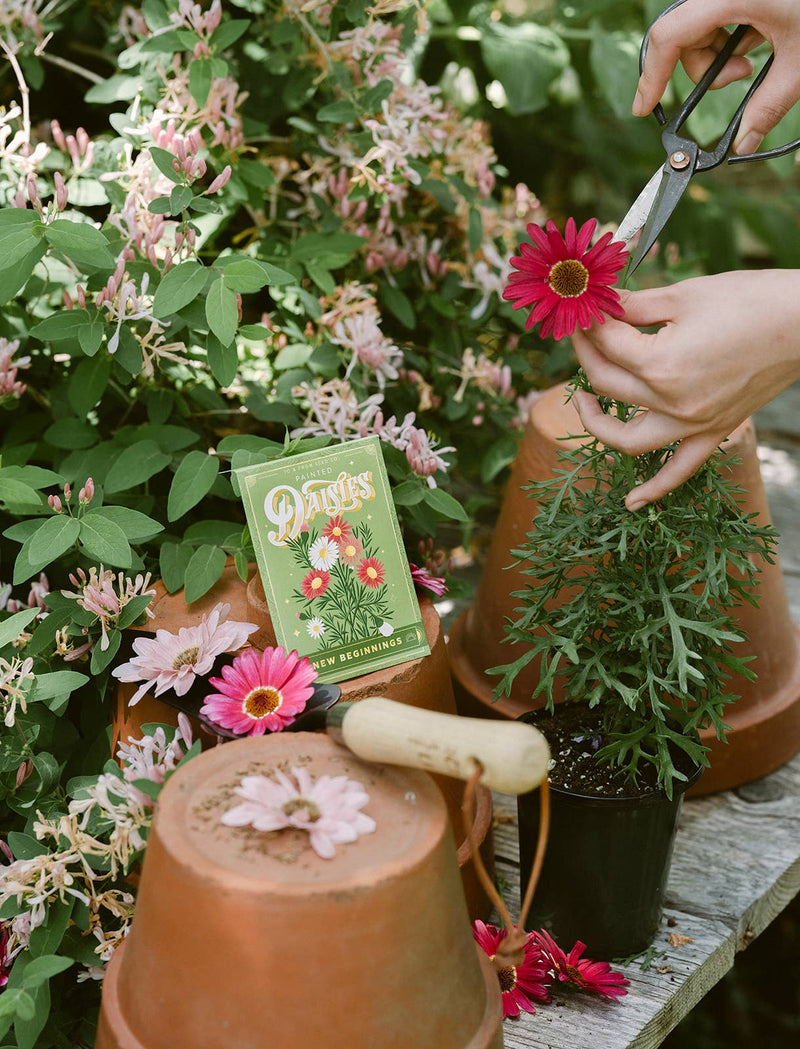 painted daisies (new beginnings) - floriography seed packet