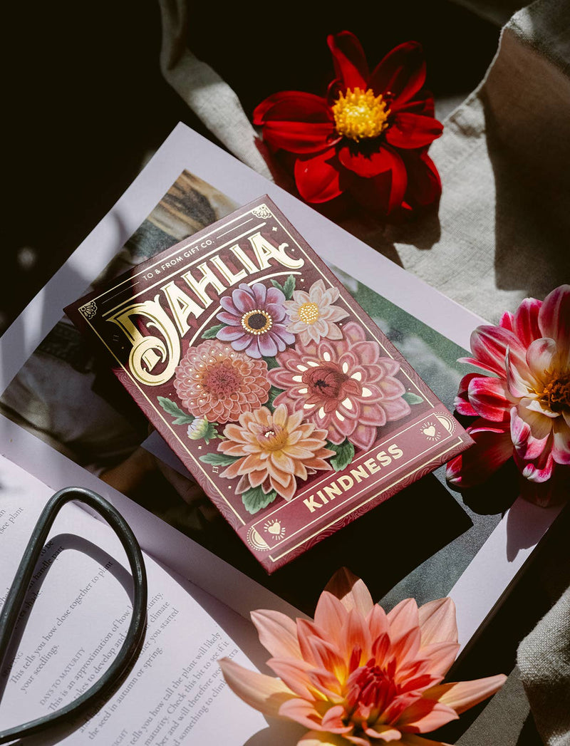 dahlia (kindness)- floriography seed packet