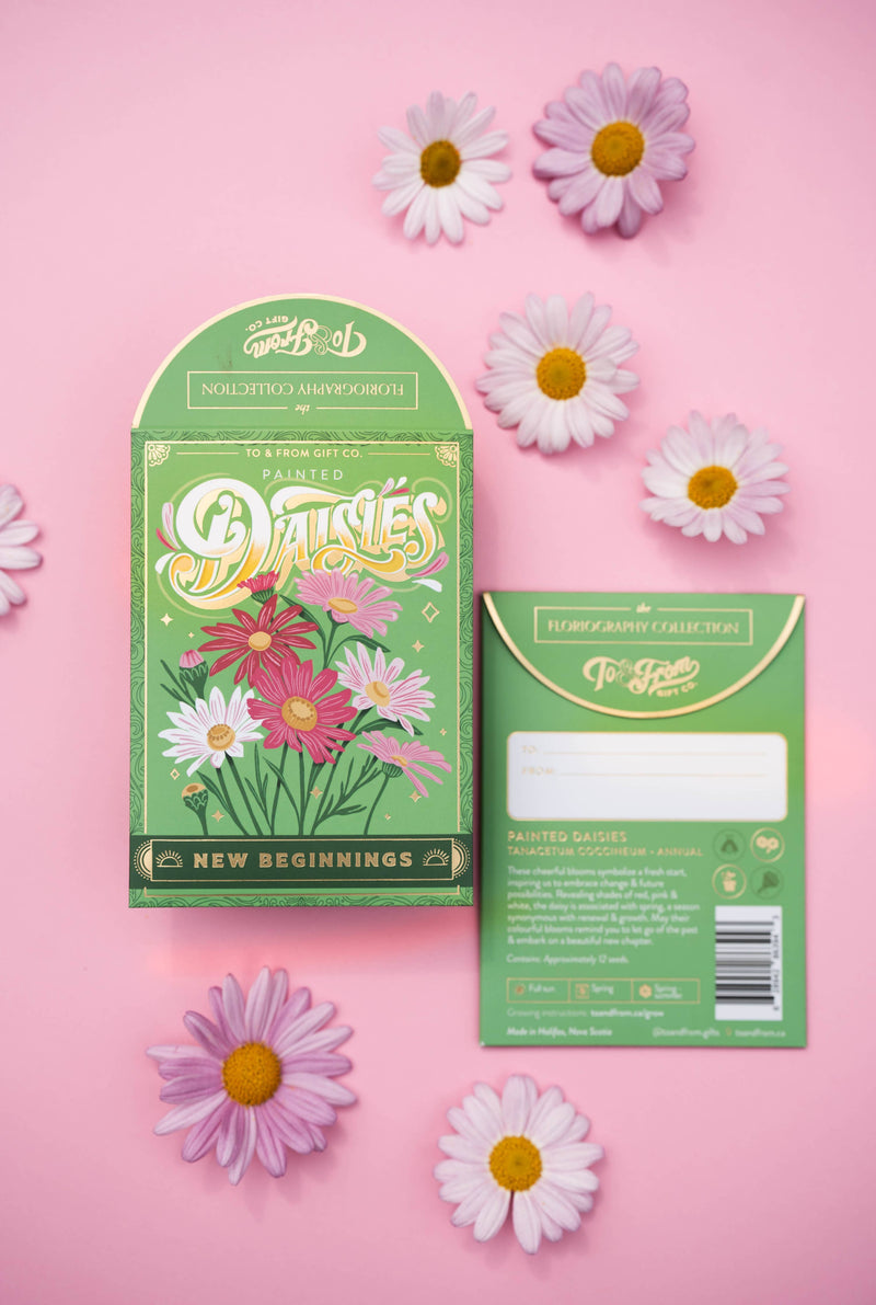 painted daisies (new beginnings) - floriography seed packet