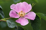 the outport crew- wild rose