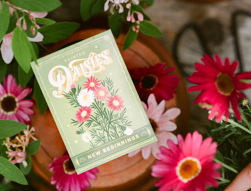 painted daisies (new beginnings) - floriography seed packet