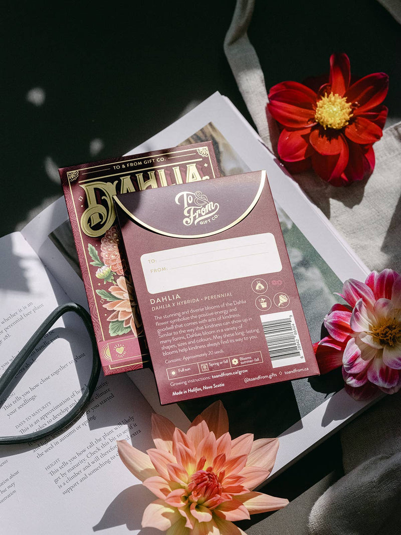 dahlia (kindness)- floriography seed packet