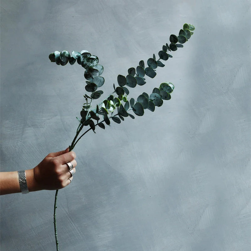 eucalyptus sage stem